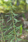 Roughleaf blazing star <BR>Tall blazing star